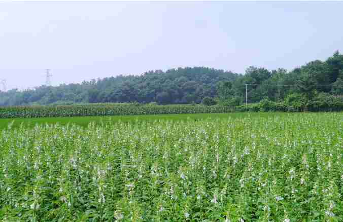 芝麻种植要点(芝麻种植技术要点)